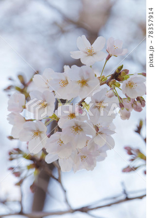 武蔵野中央公園の桜 78357914
