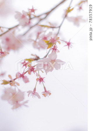武蔵野中央公園の桜 78357919