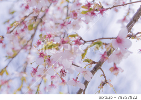 武蔵野中央公園の桜 78357922