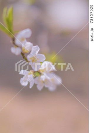 武蔵野中央公園の桜 武蔵野中央公園の桜 78357929