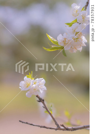 武蔵野中央公園の桜 78357931