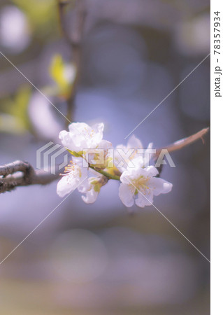 武蔵野中央公園の桜 武蔵野中央公園の桜 78357934