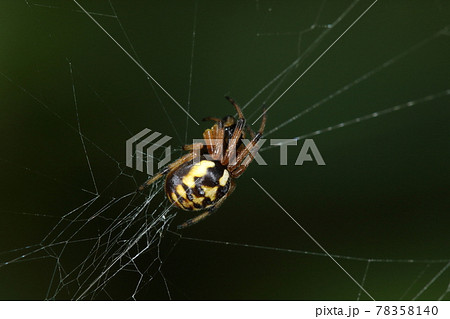 生き物　蜘蛛　ヌサオニグモ、大きさは五ミリ前後。模様を注連飾りの幣（ぬさ）に見立てた名前 78358140