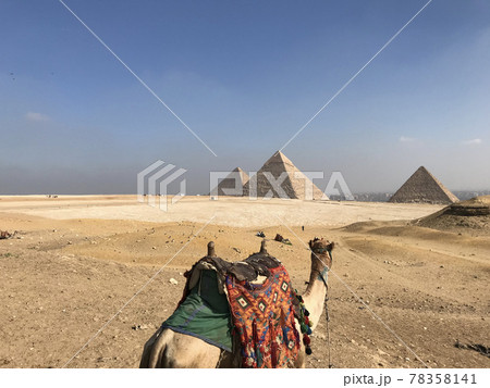 ギザの三大ピラミッドを見つめるラクダ 78358141