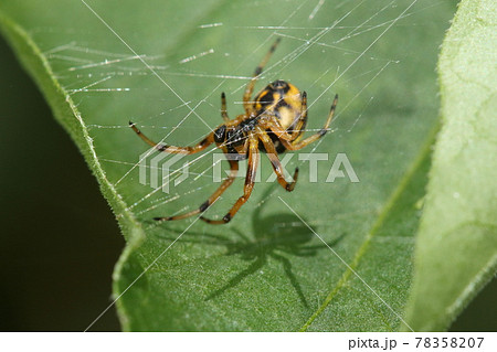 生き物　蜘蛛　ヌサオニグモ、先の膨らんだ触肢はオス。お腹側には隈取のような模様 78358207