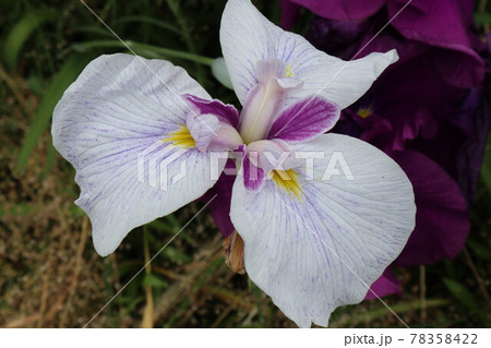 初夏を彩るアヤメの花 78358422
