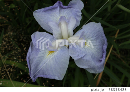 初夏を彩るアヤメの花 78358423