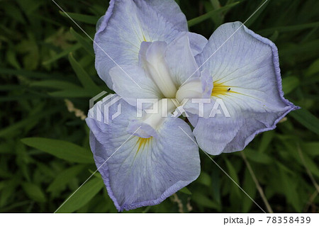 初夏を彩るアヤメの花 78358439