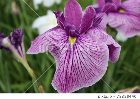 初夏を彩るアヤメの花 78358440
