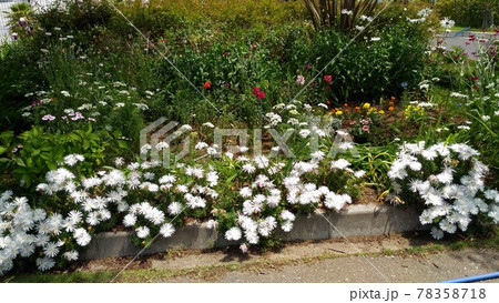 花びらに独特のつやを持つマツバギクの白色の花の写真素材