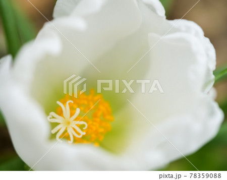 白いポーチュラカの花 白いポーチュラカの花 78359088