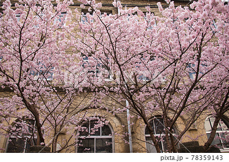 旧成徳中学校の早咲き　「春めき」桜 78359143
