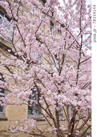 旧成徳中学校の早咲き 「春めき」桜 旧成徳中学校の早咲き 「春めき」桜 78359144