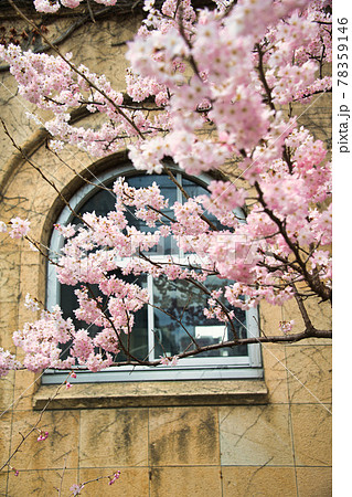 旧成徳中学校の早咲き 「春めき」桜 旧成徳中学校の早咲き 「春めき」桜 78359146