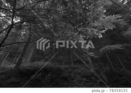 新緑の登山道　モノクローム  横位置広角画角　杉の林 78359155