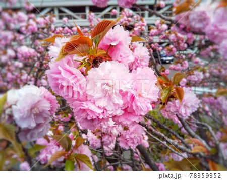 八重桜のクローズアップ 八重桜のクローズアップ 78359352