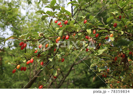 樹木 森 木 78359834