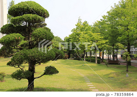 公園 樹木 木 78359864