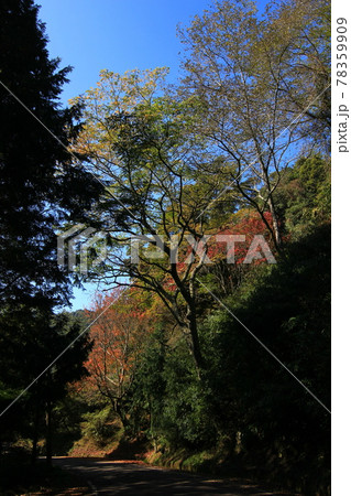 楓 カエデ メープル 78359909