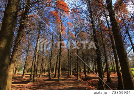 木 ツリー 樹 78359934