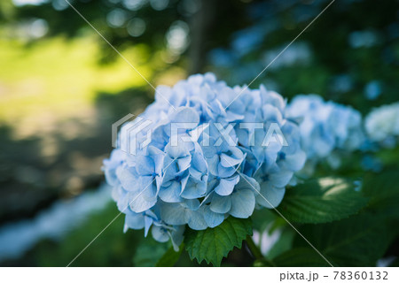 小平あじさい公園に咲く紫陽花 78360132