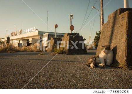 滋賀県彦根市の彦根港で寛ぐ野良猫です 滋賀県彦根市の彦根港で寛ぐ野良猫です 78360208