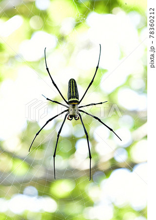 クモ 蜘蛛 スパイダー 78360212