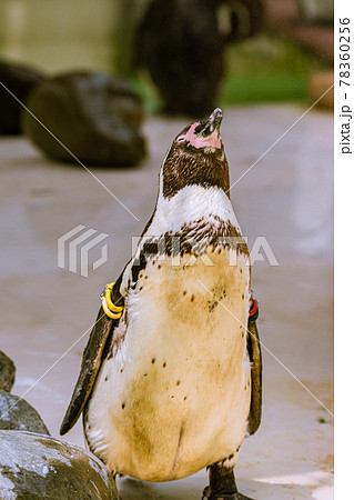 動物園のフンボルトペンギン 動物園のフンボルトペンギン 78360256