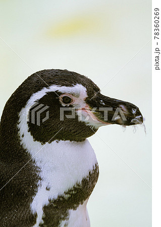 動物園のフンボルトペンギン 動物園のフンボルトペンギン 78360269