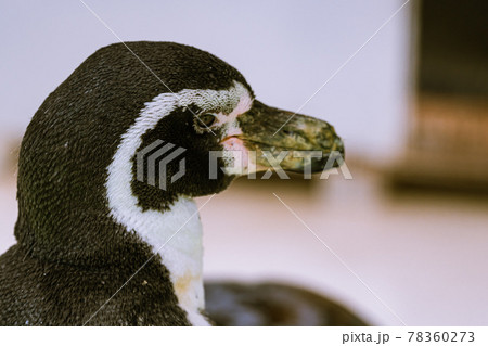 動物園のフンボルトペンギン 動物園のフンボルトペンギン 78360273