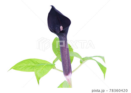 【テンナンショウ】 (深度合成) 78360420