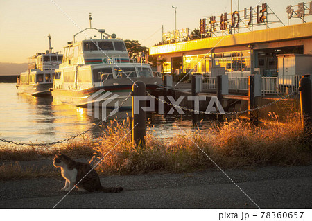 滋賀県彦根市の彦根港の夕景と猫 滋賀県彦根市の彦根港の夕景と猫 78360657