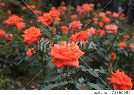 東京 花 アジサイ 78360696