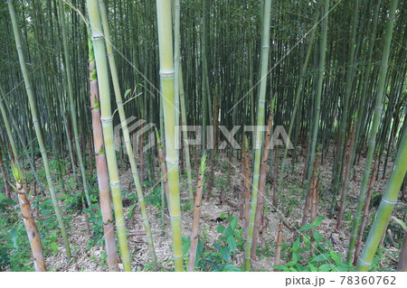 東京 花 アジサイ 78360762