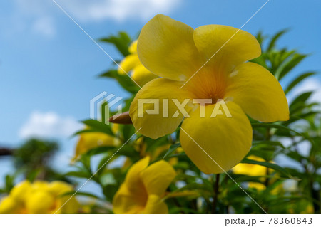 沖縄の青空に映える黄色い南国の花 アラマンダ の写真素材