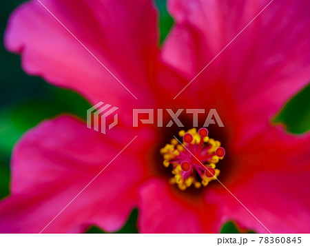 ハイビスカス ハイビスカス 78360845