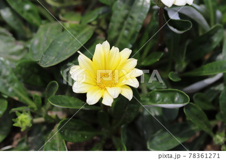 春の公園に咲くガザニアの黄色い花 春の公園に咲くガザニアの黄色い花 78361271