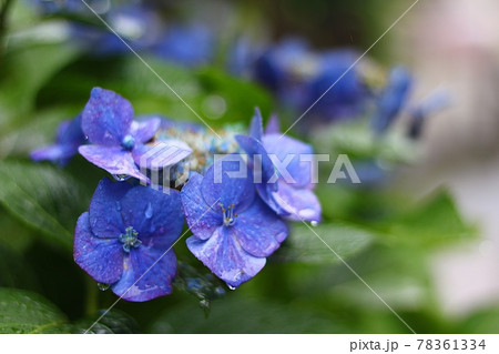 雨に濡れるアジサイの花 雨に濡れるアジサイの花 78361334