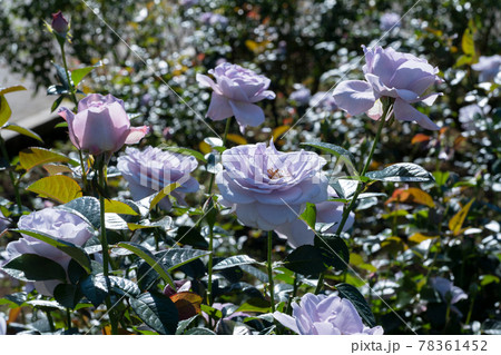 紫のバラの花 78361452