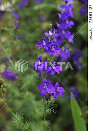 春の公園に咲くチドリソウの紫色の花 春の公園に咲くチドリソウの紫色の花 78361487