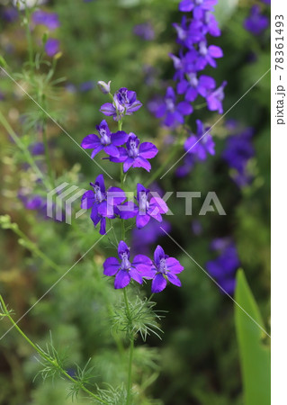 春の公園に咲くチドリソウの紫色の花 春の公園に咲くチドリソウの紫色の花 78361493