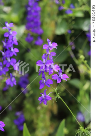 春の公園に咲くチドリソウの紫色の花 78361495