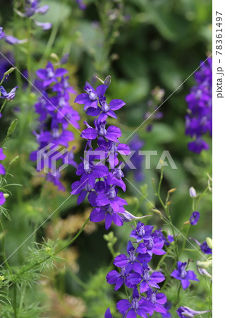 春の公園に咲くチドリソウの紫色の花 春の公園に咲くチドリソウの紫色の花 78361497