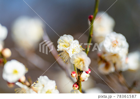春を告げる小金井公園の梅の写真素材