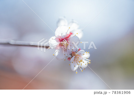 世田谷羽根木公園の梅の花 78361906