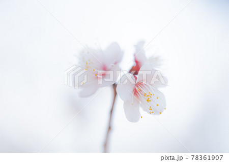 世田谷羽根木公園の梅の花 78361907