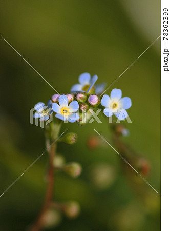 キュウリグサの極小で水色の花と蕾 マクロ撮影の写真素材