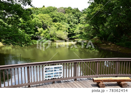 座間市　県立座間谷戸山公園の水鳥の池と新緑 78362454