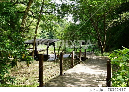 座間市 県立座間谷戸山公園のわき水の谷と新緑 座間市 県立座間谷戸山公園のわき水の谷と新緑 78362457
