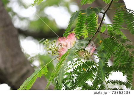 ねむの木の花 78362583